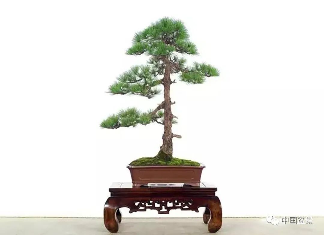 直干式盆景主干挺拔直立或略有弯曲,在一定高度后才有分枝,这种盆景