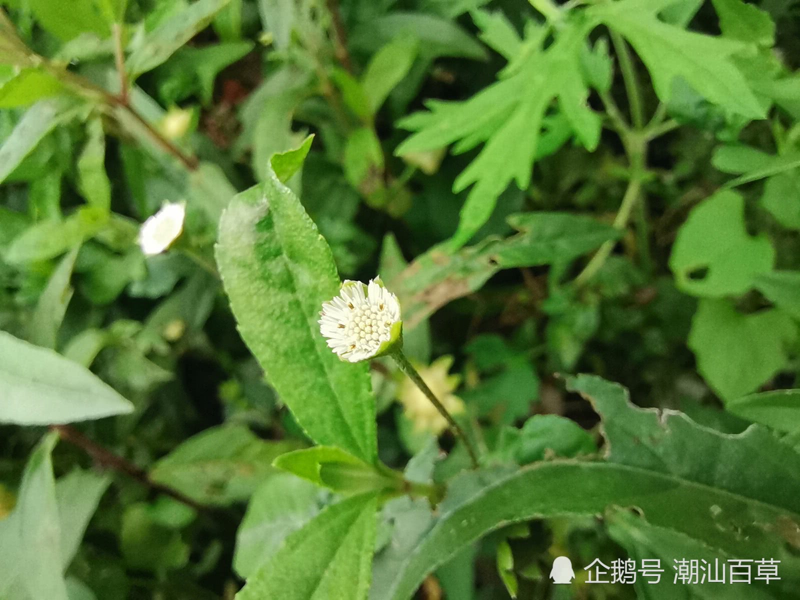 图说系列3:夏至日说旱莲草,潮汕人称做白花磨蜞草