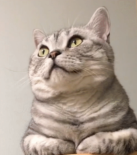 这只可爱的小猫咪,瞧这友好的样子,原来是在卖萌啊!
