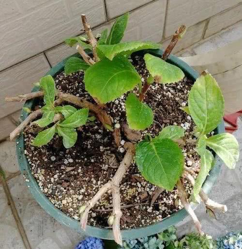 养绣球花,修剪