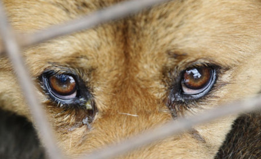 白天狗狗对着主人流泪 主人没在意 晚上才明白它是在和自己告别 看点快报