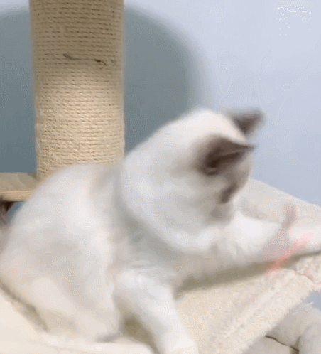 小猫咪趴在床上,这软萌的小表情,真是无敌小可爱!