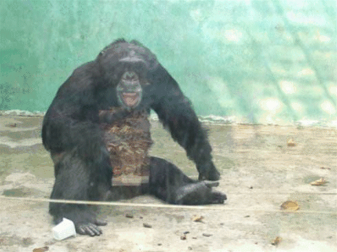 黑猩猩,长颈鹿,野生动物园