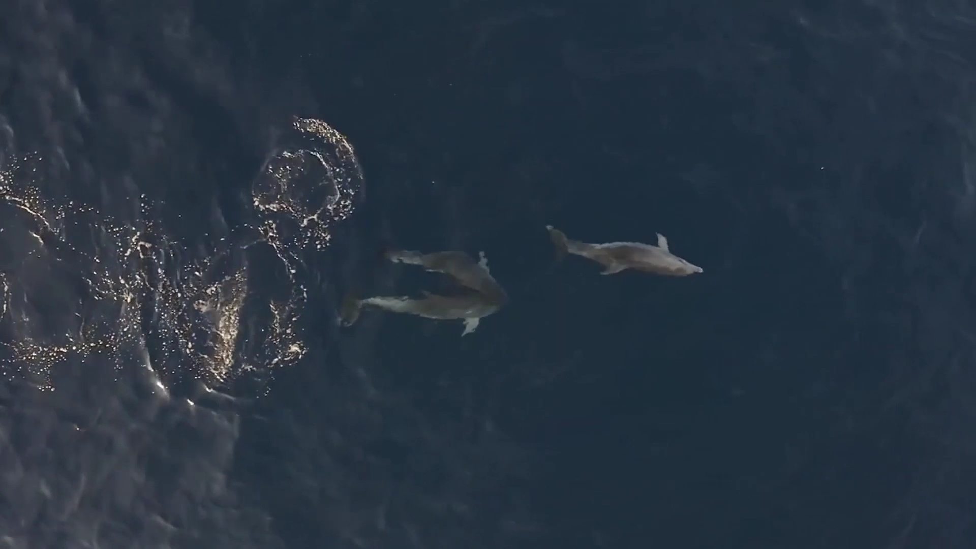 梦境的深意，抓住大鱼后的洪水与干涸——解析一场寓意丰富的梦境之旅