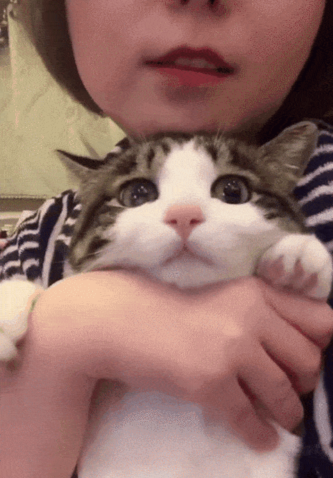 猫护|想和猫咪亲亲很难吗?学会猫咪爱的表达式,让喵主子主动献吻