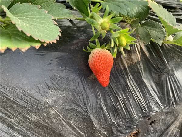 上马街道西张草莓园 草莓熟了 等你来摘 看点快报