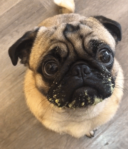 二货,萌宠,生活趣事,汪星人