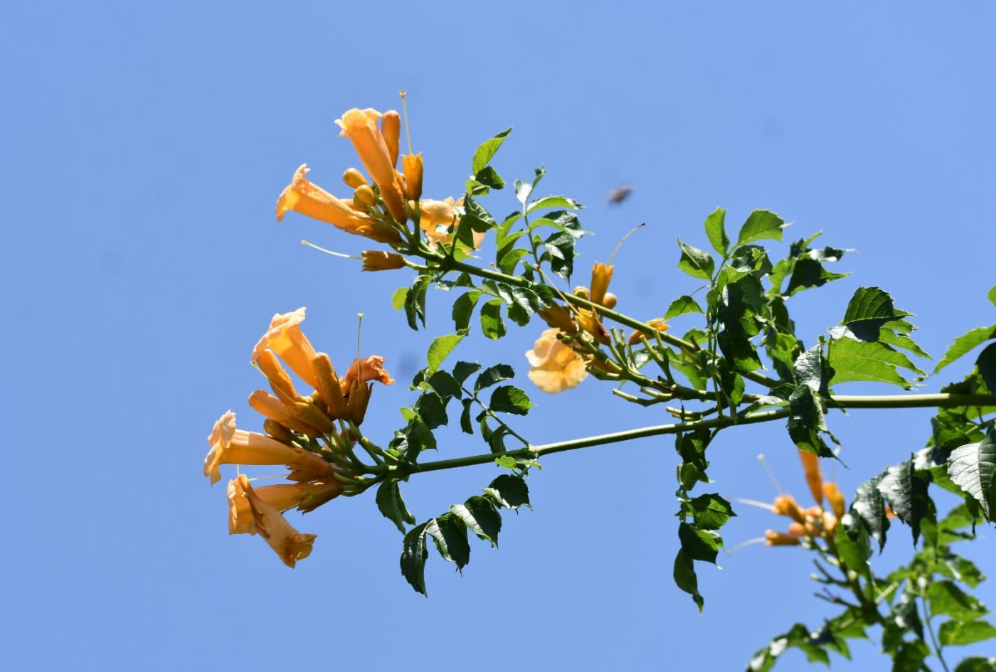 爱琴海边的月桂树 菩提树下的绛珠草 三生石旁的凌霄花 看点快报