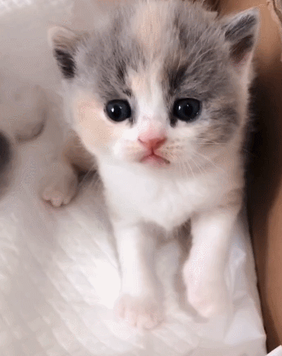 猫咪瞪着呆萌的眼睛,瞧这撒娇的小模样,真是太搞笑了!