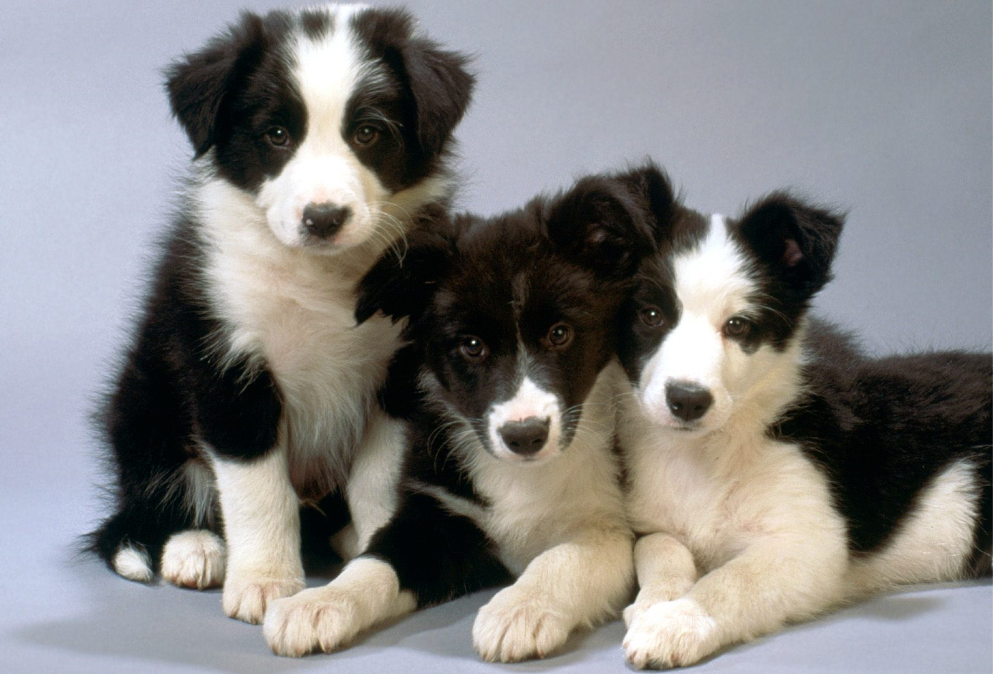 边牧的服从性训练 有正面和负面 你知道吗 看点快报