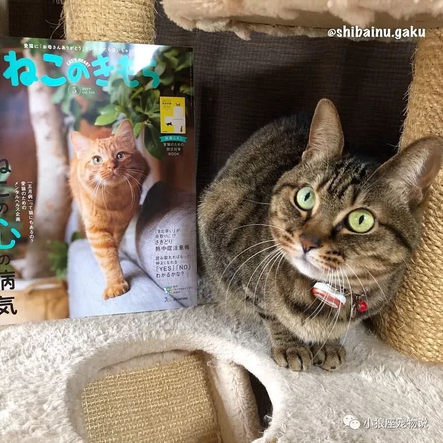 柴犬因挚友离世闷闷不乐直至它的出现扭转结局 看点快报