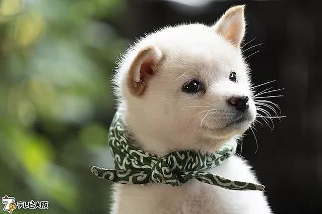 雪团子一样的柴犬宝宝开始上班啦 看点快报