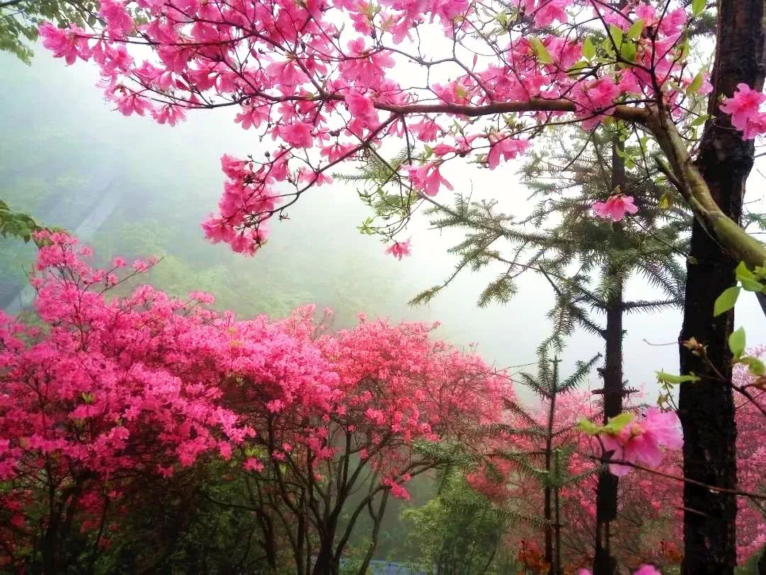 景区内有着万亩野生杜鹃,花山,花海,花洋三大赏花点随着海拔递增,从