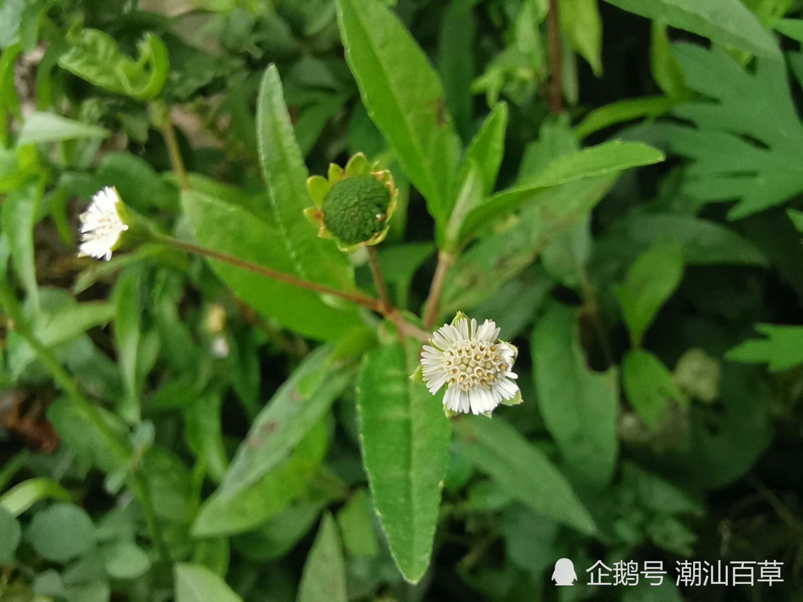 图说系列3:夏至日说旱莲草,潮汕人称做白花磨蜞草