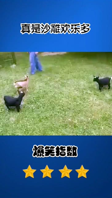 沙雕乐趣多文案，沙雕的快乐文案