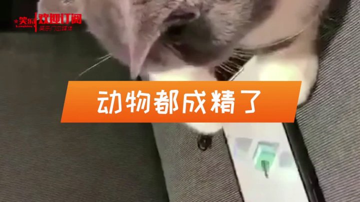 恶搞视频嗷呜，恶搞视频突然蹦出鬼