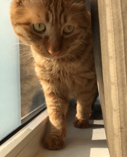 见过如此可爱的花猫吗,你看这小动作,被圈粉了!