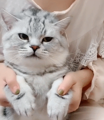 好可爱的小喵喵,看它憨憨的表情,实在是太通人性啦!