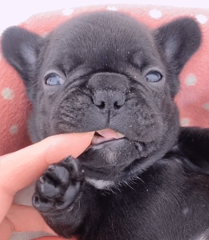 好可爱的狗狗,给大家带来了欢笑,不得不说太搞笑了!