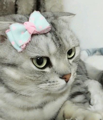 可爱好可人的小花猫,看这俏皮的模样,真是让人喜欢!