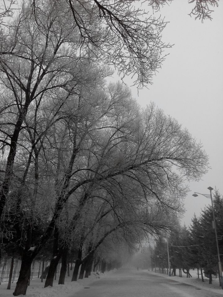2016年的雪景美得呦