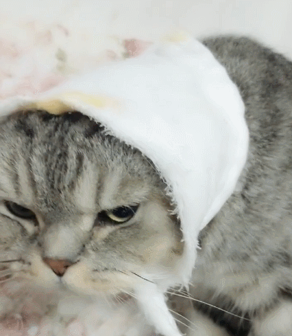 喵星人,萌宠,卖萌,生活趣事