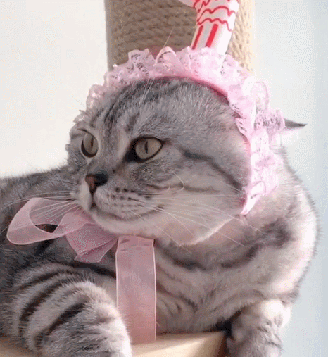 极其有兴趣的小花猫,探头探脑的神态,不懂在寻找啥!