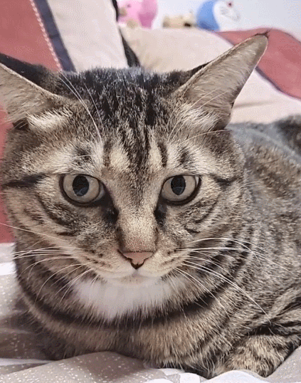 乖巧可爱的小猫咪,这憨憨的小表情,真是太漂亮了!