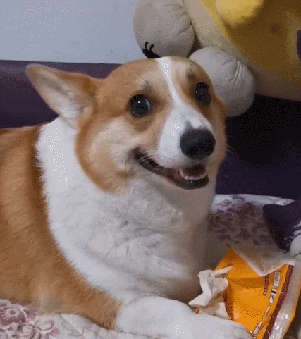 生活趣事,卖萌,萌宠,汪星人