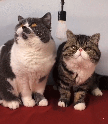 呆萌可爱又淘气的喵星人,看它这小神情,实在是太纯真了!