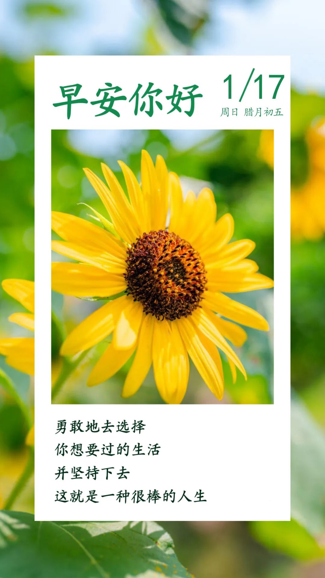 问候早上好的正能量语录配图片励志阳光的话语一起努力