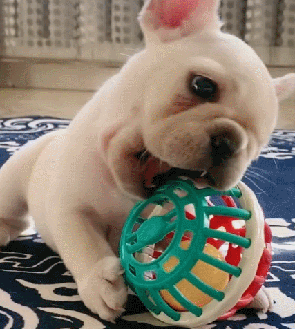 萌宠,汪星人,卖萌,生活趣事