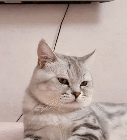 特别可爱迷人的小萌猫,这呆呆的小表情,看到之后令人心情特别舒畅!