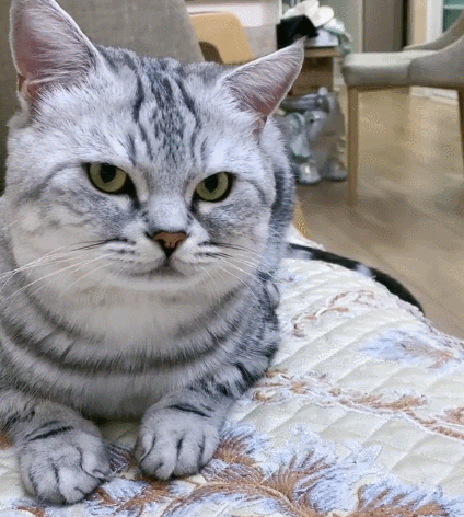 娇小玲珑的大花猫,这呆呆的表情,真是超级好看.