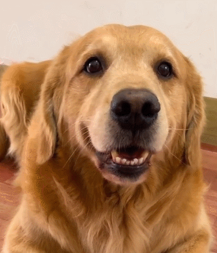 汪星人,萌宠,生活趣事,二货