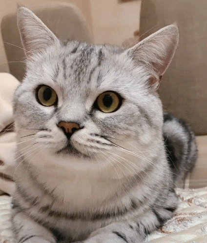 喵星人,萌宠,生活趣事,二货