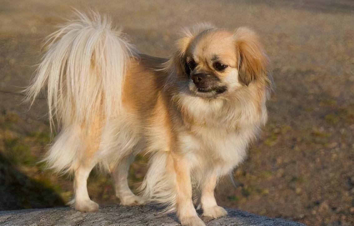 中华田园犬,京巴犬,巴哥犬,松狮犬,藏獒