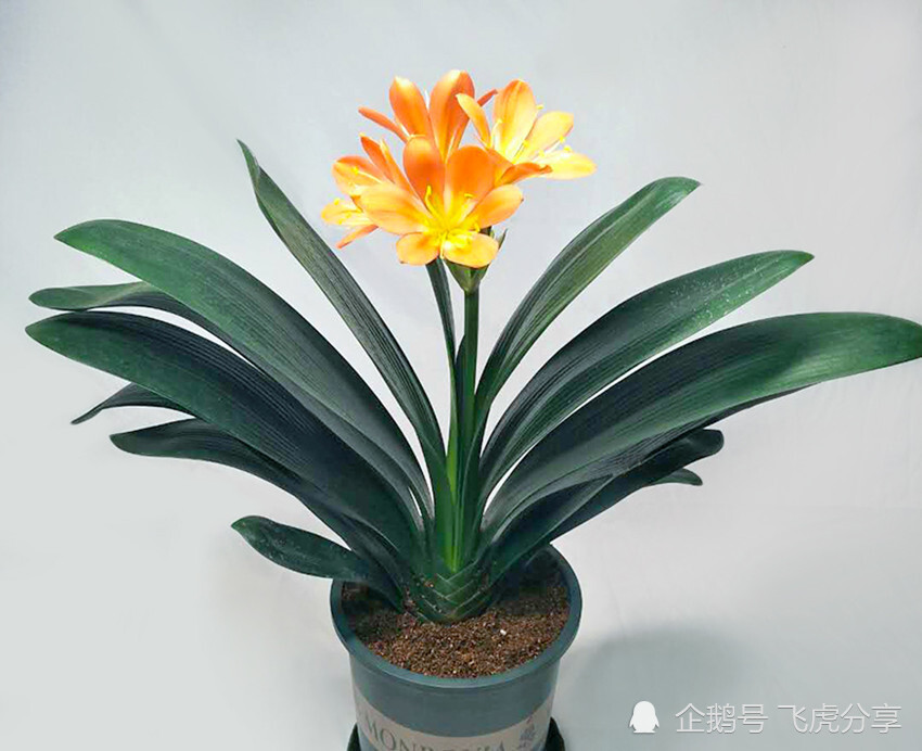 养君子兰几十年,始终就用一种土两种肥,实践出真知