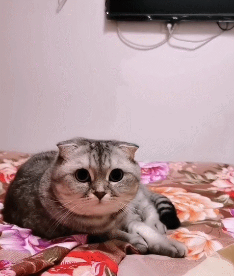 十分会卖萌的小猫咪,这呆呆的小表情,真是一只非常可爱的小萌猫!