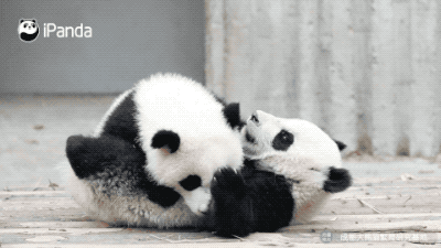 大熊猫这么黑,你们还能分得清谁是谁吗?