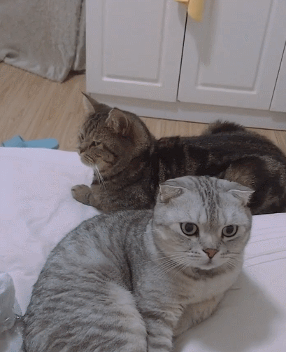 你见过这么可爱的喵星人吗,这傻乎乎的小表情,实在是让人笑出声啊!