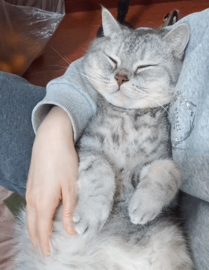 活泼可爱的小猫咪,这傻乎乎的小表情,瞬间爱上了!