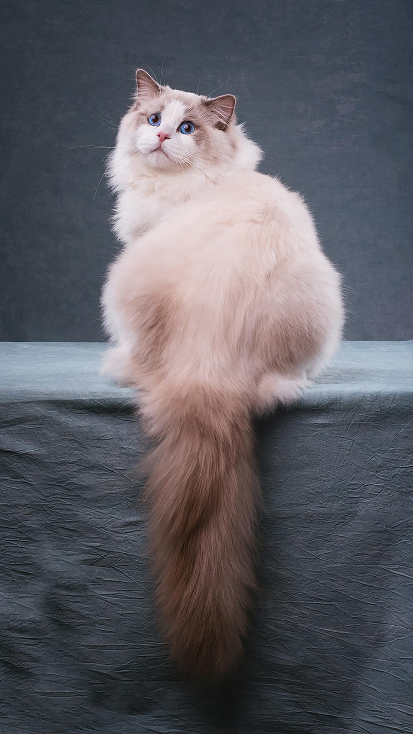 猫咪壁纸|手机高清壁纸|萌宠