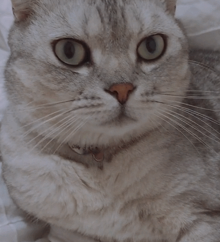 小猫咪特别的温和,瞧这脑袋圆圆的样子,显得十分蠢萌!