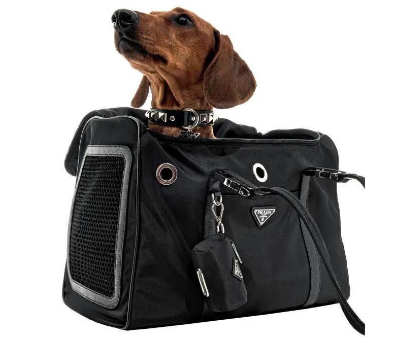prada dog bag