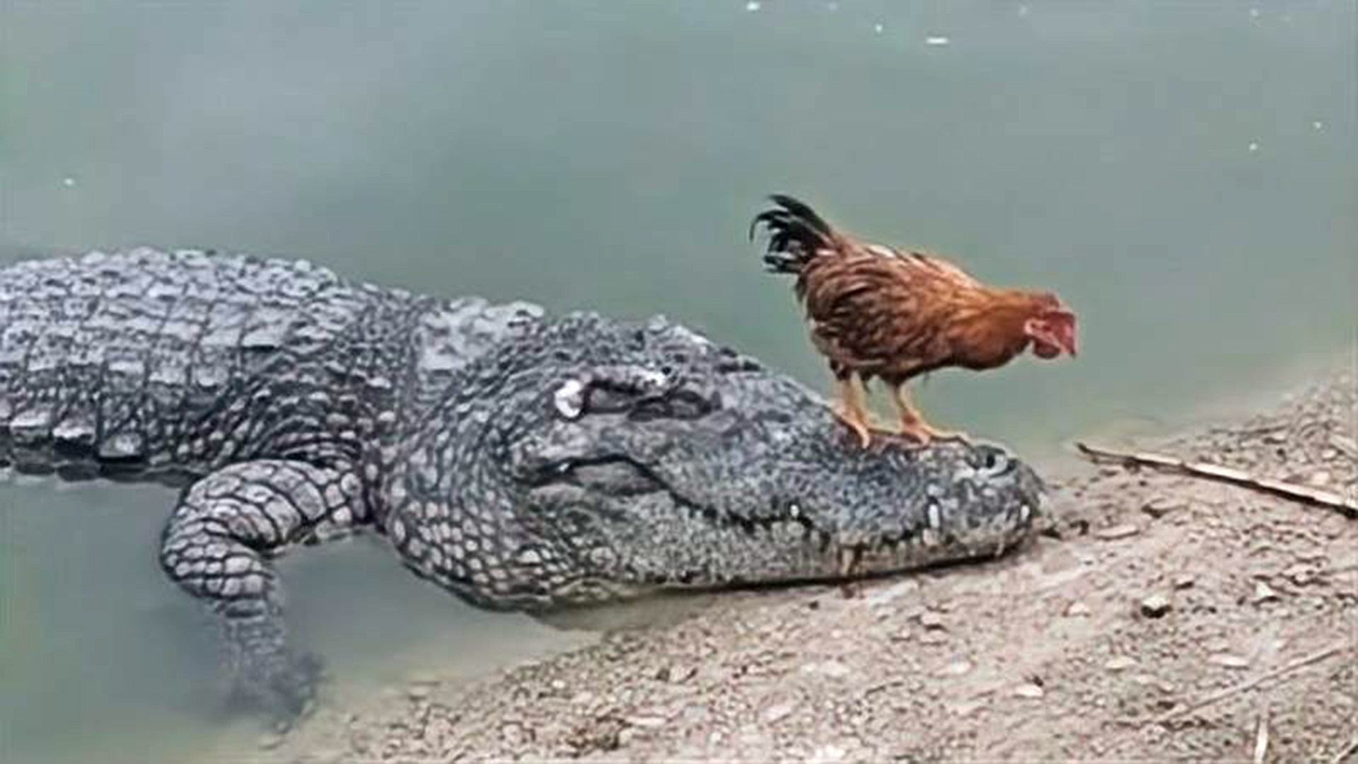 梦魇边缘的挣扎，解读我梦到鳄鱼咬住我的两只手不放，我想逃掉的深层含义