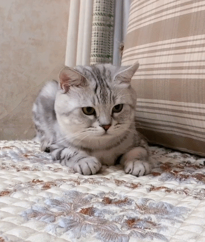 喵星人,萌宠,生活趣事,二货