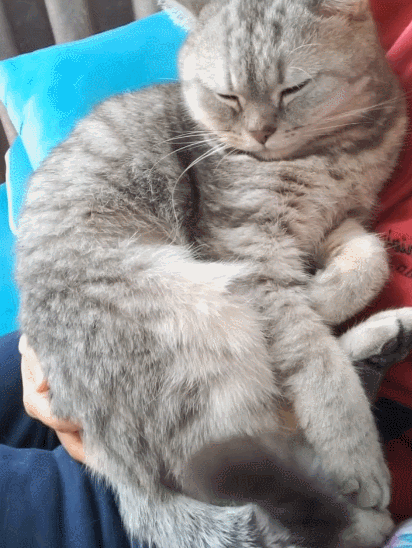 惹人喜爱的小萌猫,都来瞧瞧这迷人的样子,简直可爱到极致了!