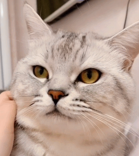 喵星人,萌宠,卖萌,生活趣事