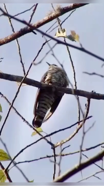 0?fmt=jpg&size=196&h=640&w=360&ppv=1